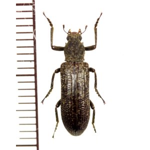 画像: クビカクシゴミムシダマシの一種　Stenochinus sp.　 中国（雲南省）