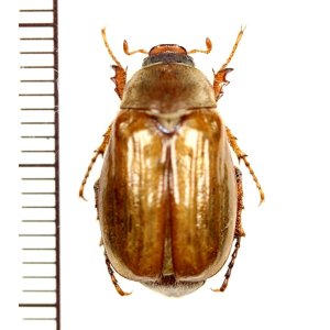 画像: コフキコガネの一種　Amphimallon sp.　♀　カザフスタン