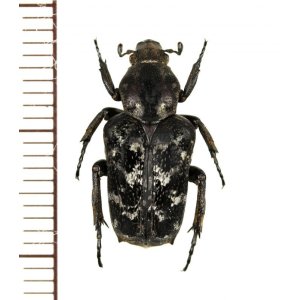 画像: アリノスハナムグリの一種 　Callynomes niveosparsa　♀　フィリピン（レイテ島）