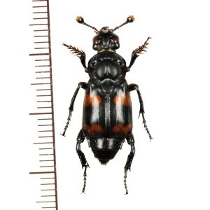 画像: シデムシの一種　Nicrophorus distinctus　♂　 インドネシア（シュラウェシ島）