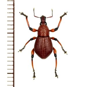 画像: ゾウムシの一種　Macrocyrtus sp.　フィリピン(ルソン島)