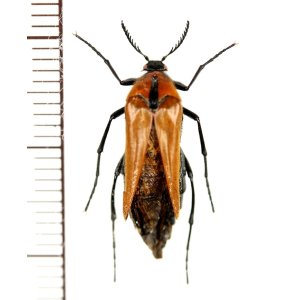 画像: オオハナノミの一種　Rhipiphoridae species　♀　中国（雲南省）