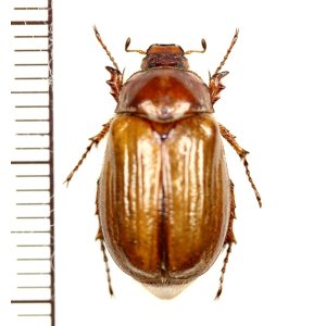 画像: コフキコガネの一種　Madotrogus glabripennis　♀　キルギス