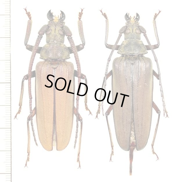 画像1: ウスバカミキリ　先島諸島亜種　大型ペア　♂62.1mm♀60.5mm　西表島