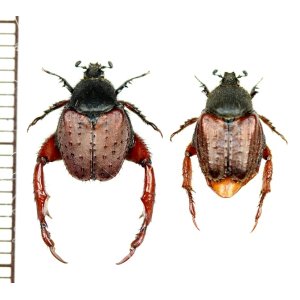 画像: アシナガコガネの一種　Pachycnema sp.　ペア　南アフリカ