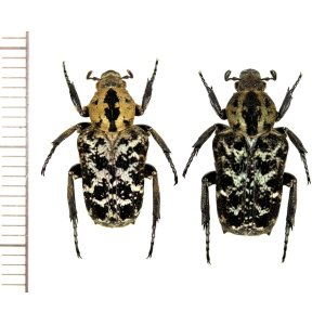 画像: アリノスハナムグリの一種 　Callynomes variabilis variabilis　ペア　フィリピン（レイテ島）