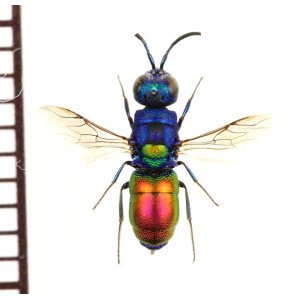 画像: セイボウの一種　Chrysididae species　ウクライナ