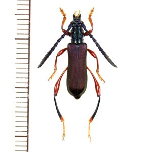 画像: カミキリムシの一種　Ipothalia cambodgensis　♂　 ベトナム北東部