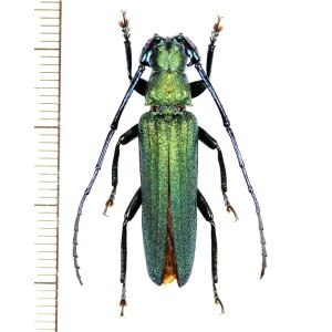 画像: カミキリムシの一種　Vietetropis viridis　♂　ベトナム北東部