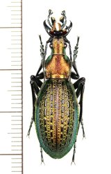 オサムシ Japanese Carabidae - Insect Islands 〜南の島の昆虫