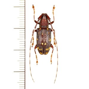 画像: ミツギリゾウムシ擬態のカミキリムシの一種　Cerambycidae species　中国（雲南省）