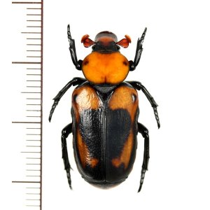 画像: アリノスハナムグリの一種 　Clinterocera hercules　♀　ベトナム中部