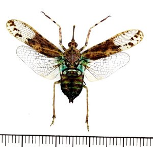 画像: ビワハゴロモの一種　 Prolepta ferocula　インドネシア（ボルネオ島）