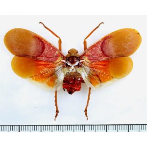 画像: ビワハゴロモの一種　 Scamandra mucorea　フィリピン（パラワン島）