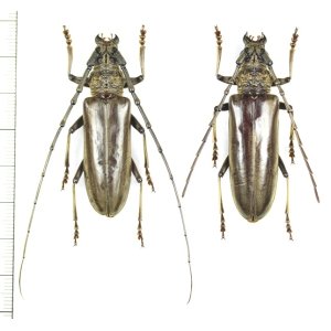 画像: ニッポンムネヒダミヤマカミキリ　特大ペア ♂50.5mm♀50.9mm　石垣島