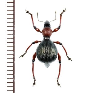 画像: カタゾウムシの一種　Pseudapocyrtus formicarius  ♀   フィリピン(ルソン島)