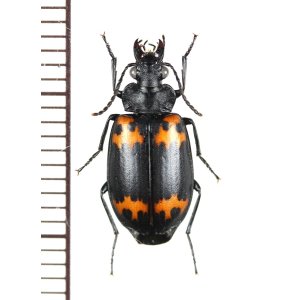 画像: キノコゴミムシの一種　Lioptera sp.　中国（黒竜江省）