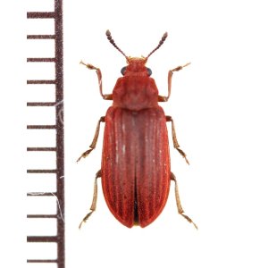 画像: ジョウカイモドキの一種　Melyridae species　中国（四川省）