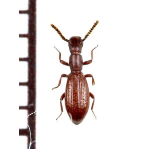 画像: 好蟻性のゴミムシダマシの一種　Dichillus corsicus　イタリア