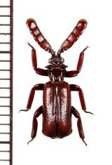 画像: ヒゲブトオサムシ族の一種　Pentaplatarthrus sp.　タンザニア