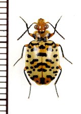 画像: ゴミムシの一種　Carabidae species　ペルー