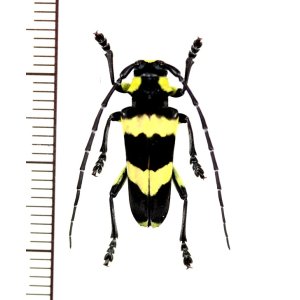 Photo: カミキリムシの一種 　Thermistis croceocincta　♂　 ベトナム北東部