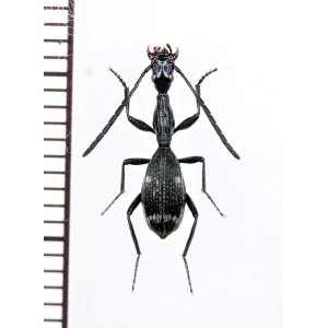 画像: ゴミムシの一種　Carabidae species　モザンビーク