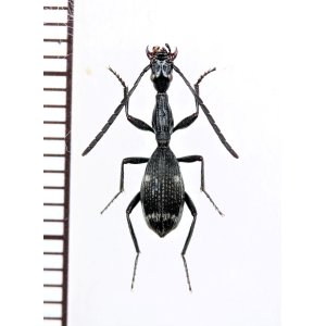 Photo: ゴミムシの一種　Carabidae species　モザンビーク