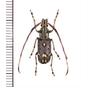 画像: ヒゲナガゾウムシの一種　Anthribidae species　♂　中国（雲南省）