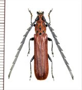 画像: ベニボタル擬態のカミキリムシの一種 　Cerambycidae species　♂　ベトナム北東部