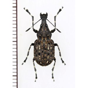 画像: ヒゲナガゾウムシの一種　Anthribidae species　中国（雲南省）