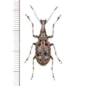 画像: ヒゲナガゾウムシの一種　Anthribidae species　中国（雲南省）