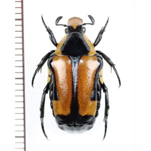 画像: アリノスハナムグリの一種 　Campsiura xanthorhina　♂　中国（チベット自治区）