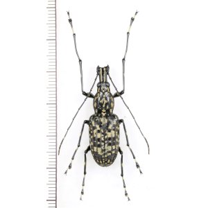 画像: ヒゲナガゾウムシの一種　Anthribidae species　中国（雲南省）