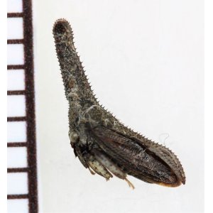 画像: ツノゼミの一種　Hypsoprona sp.　ペルー