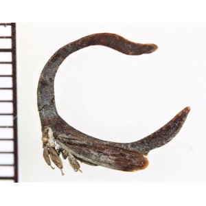 画像: ツノゼミの一種　Cladonota sp.　ペルー