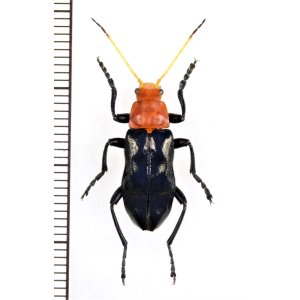 画像: ホタル擬態のジョウカイボンの一種　Cantharidae species　ベトナム北東部