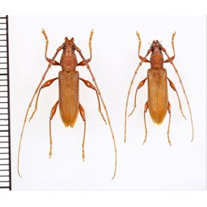 画像: リュウキュウトビイロカミキリ　ペア　石垣島