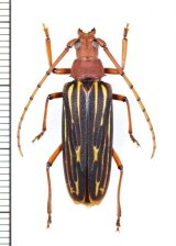 画像: ミツギリゾウムシ擬態のカミキリムシの一種 　Cerambycidae species　♀　 ベトナム南部