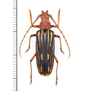 画像: ミツギリゾウムシ擬態のカミキリムシの一種 　Cerambycidae species　♀　 ベトナム南部