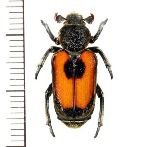 画像: アリノスハナムグリの一種 　Clinterocera vietnamensis　♀　 ベトナム南部