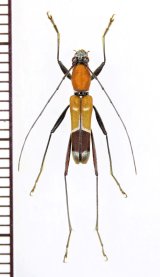 画像: アリバチ擬態のカミキリムシの一種　Cerambycidae species　♂　中国（雲南省）