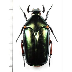 画像: オオヒラタカナブン　Agestrata orichalca　♂49.8mm　ベトナム南部