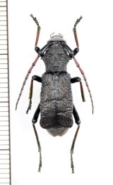 画像: カミキリムシの一種　Petromorphus yunnanus　♀　中国（雲南省）