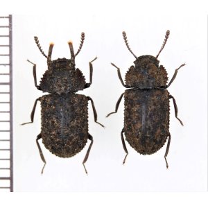 画像: ゴミムシダマシの一種　Boletoxenus sp.　ペア　ベトナム南部