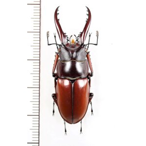 画像: アスタコイデスノコギリクワガタ  Prosopocoilus astacoides dubernardi　♂42.4mm　中国雲南省