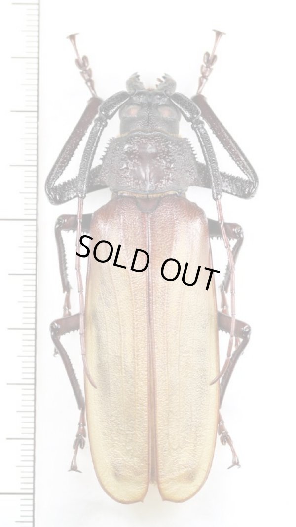 画像1: カミキリムシの一種 　Bandar sp.　特大♂79mm　ベトナム北中部