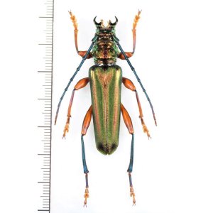 画像: カミキリムシの一種 　Cerambycidae species　 ベトナム北東部