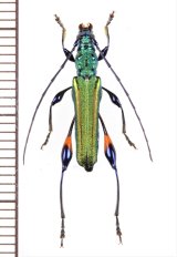 画像: カミキリムシの一種 　Cerambycidae species　 ベトナム北東部