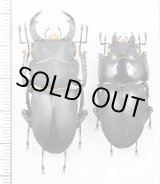 画像: キュウシュウヒメオオクワガタ　ペア　♂43.7mm♀35.6mm　宮崎県